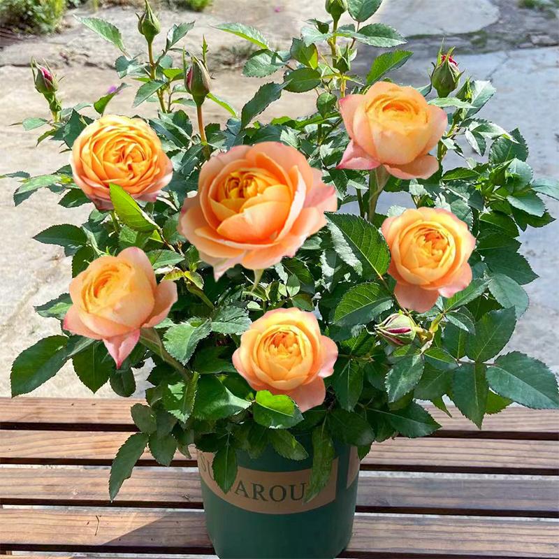 Product Introduction of ปลูกง่ายมีคุณภาพดี ดอกกุหลาบ บรรจุ 100 เมล็ด คละสี Colorful Rose Seeds เมล็ดดอกไม้ เมล็ดบอนสี ต้นไม้มงคล บอนสี ดอกไม้ปลูกสวยๆ บอนสีพันหายาก CODดอกไม้ ไม้ประดับ พันธุ์ดอกไม้ ต้นบอนสี ดอกไม้ปลูก แต่งบ้านและสวน Flower Seeds for planting 80