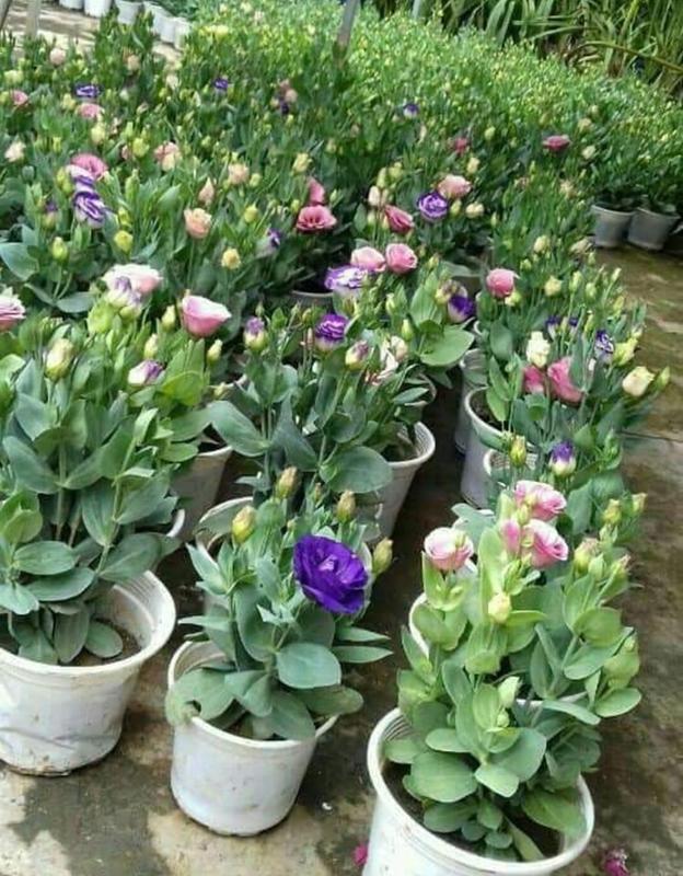  {GIẢM 30%}- 3 GÓI TẶNG 1 GÓI - Hạt giống hoa cát tường Nhiều màu HÀNG CHẤT LƯỢNG CAO TRỒNG TẾT 