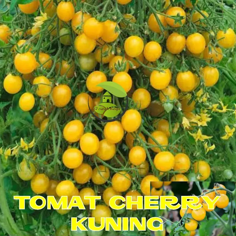 tomat cherry kuning