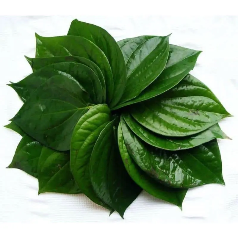 Cây trầu không - trầu ăn lá, ăn cau 2