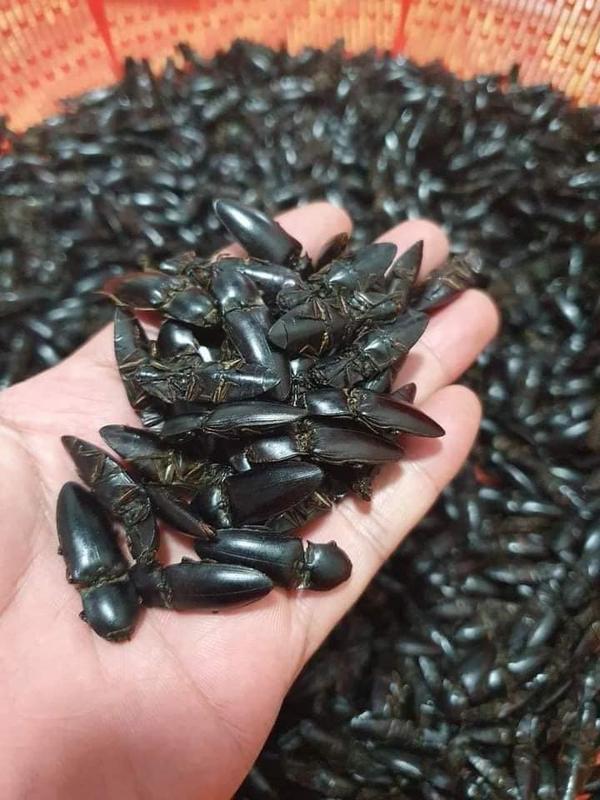 Combo 100 con bổ củi rang khô tự nhiên 4
