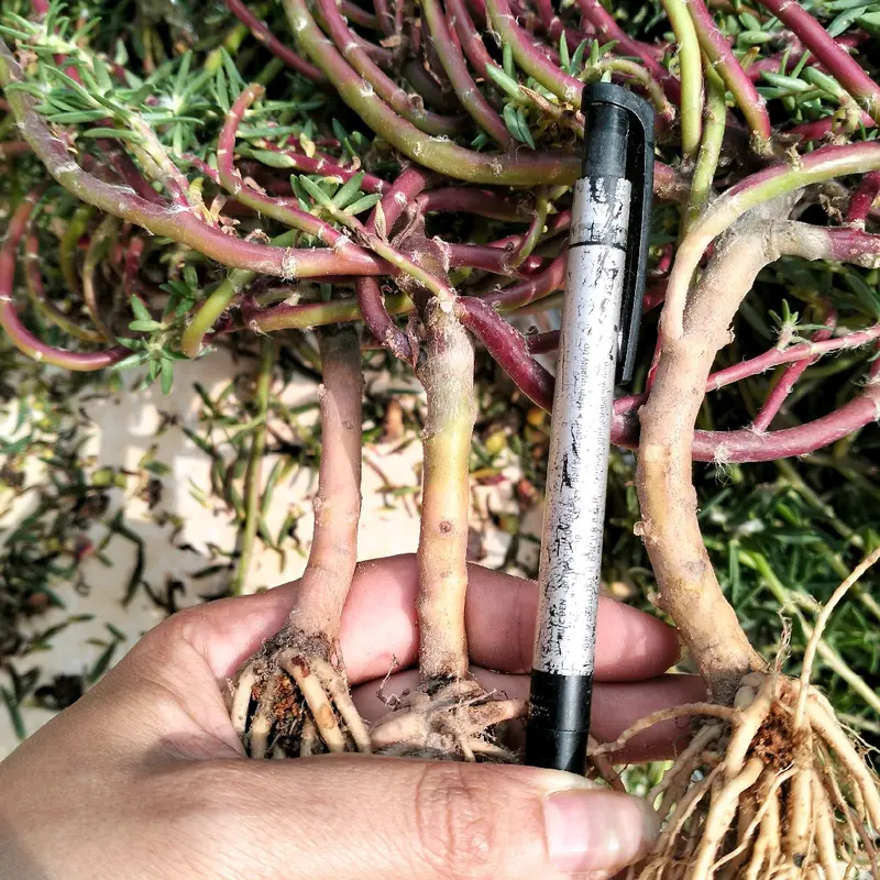 gốc hoa mười giờ Trung Quốc bonsai 5