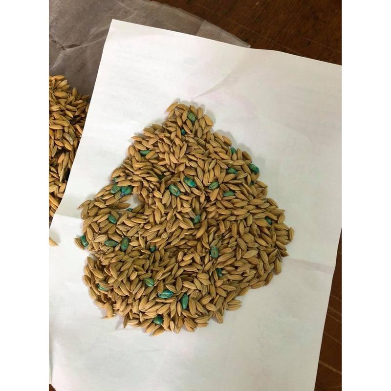  Combo 4 Thóc Chuột Sinh Học Gói 50 Gram Hiệu Quả Kiểm Soát Chuột Cống Nhắt Đàn Đồng Dạng Hạt Lúa 