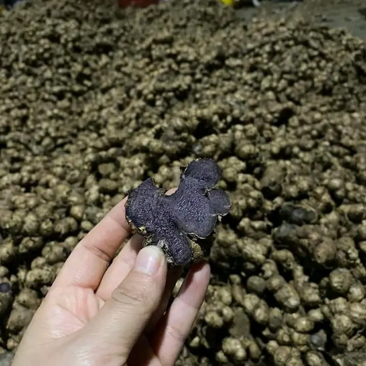Gừng đen đậm loại 1 ( 1kg) - chuẩn giống