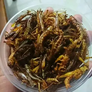 BELALANG GORENG KRIUK ASIN GURIH Rendah lemak