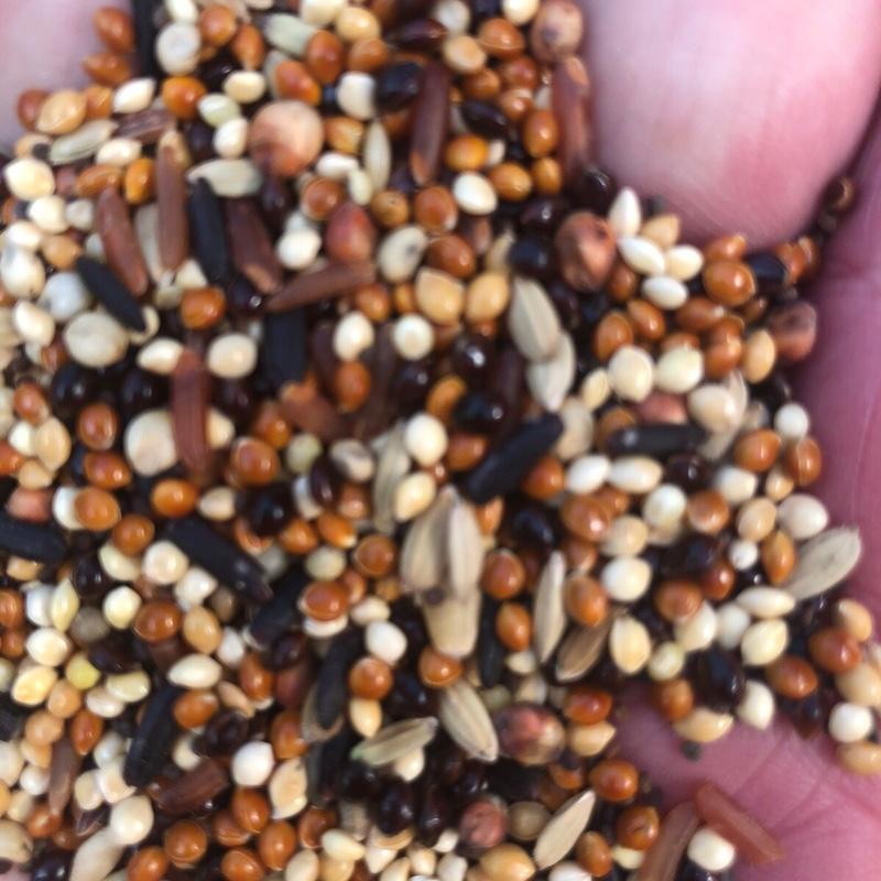  Chỉ 175k  5 kg ngũ cốc cao cấp 20 loại hạt cho  cu gáy . Vẹt . Chuột hamster vv thú cưng khoẻ mạnh mượt lông , 