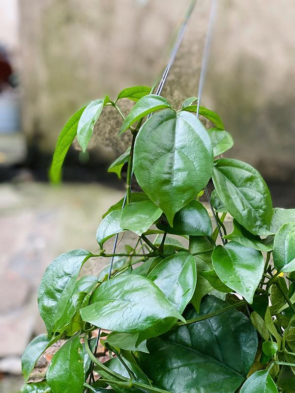 Cây Lan Hoàng Dương - Kích thước giao động 60+ cm - Hoa vàng rực rỡ - Mang vẻ đẹp tinh tế! Hoa Kiểng Mặp 7