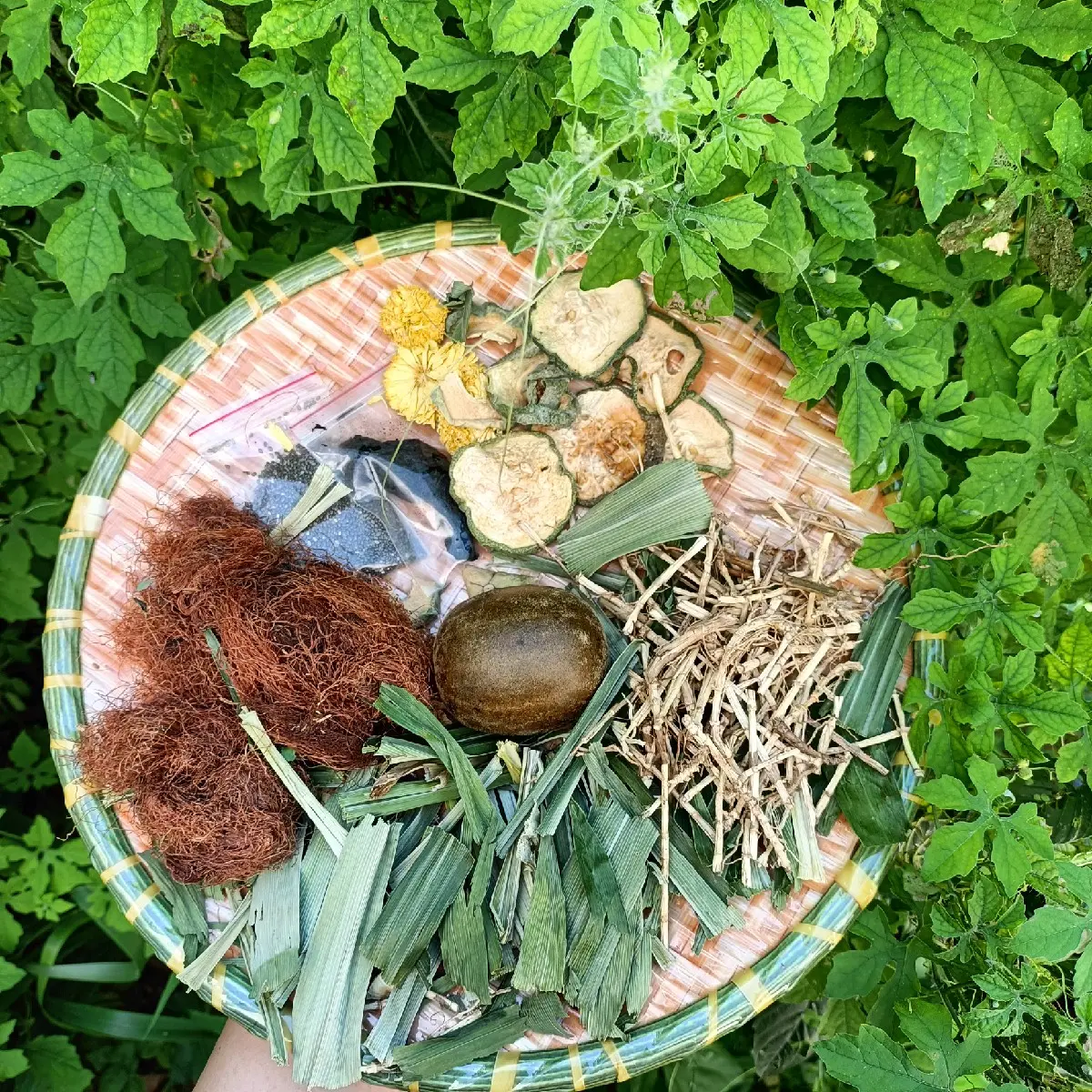 sâm bí đao 9 vị (không đường) TẶNG THÊM TÁO ĐỎ  nấu 5_6lit nước Trà Food