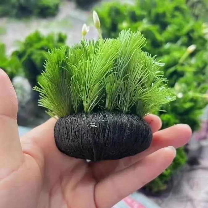 Pet Green and Chrysanthemum Pieces of Grass Aerating Lazy Spherical Water Plants a Set of Douyu Fish Tank Landscape without Fish Tank Sand Purification Water Quality