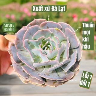  Sen đá bắp cải light purple SONDA GARDEN size trung bình 10cm cây sen đá sen đá đẹp trang trí nhà cửa 