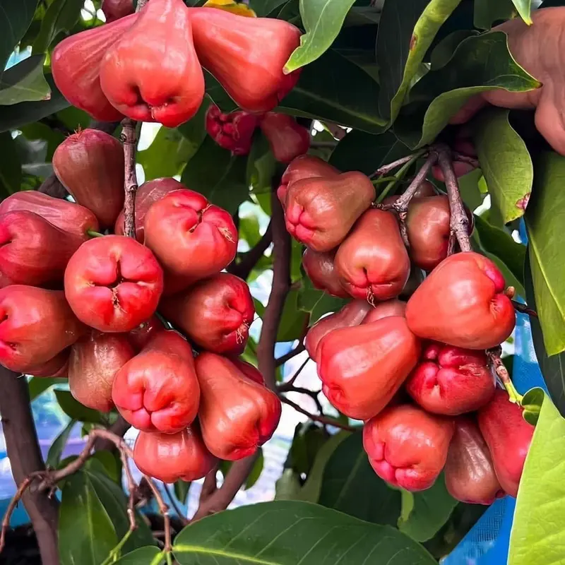 Cây mận đỏ an phước ( tặng kèm phân bón) 1