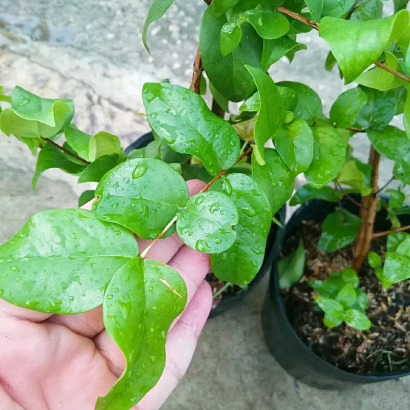 Cây Cherry Nam Mỹ - cherry Surinam - cây cherry Khía có quả sau 6 tháng phù hợp khí hậu 3 miền Việt Nam 7