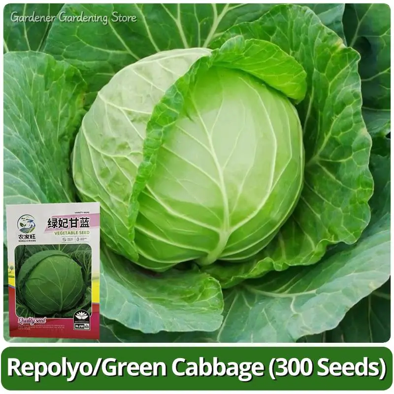 High Yield Repolyo Seeds for Planting (300pcs) Legit Green Cabbage Vegetable Seeds Repolyo Seed Fresh Organic Brassica Oleracea Seeds F1 Hybrid Bonsai Vegetable Plant Seeds Vegetables Seeds for Gardening Potted Veggies Live Plants Seedlings buto ng gulay