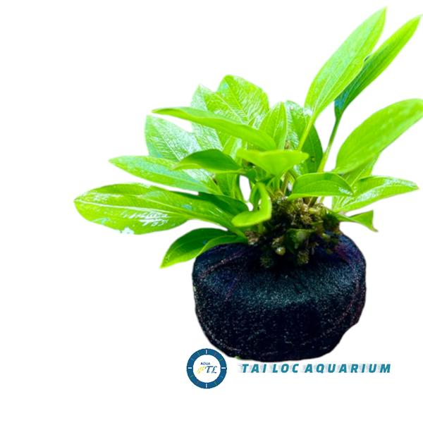  Trang trí bể cá: cây thủy sinh - Lan nước cấy giá thể  cụm 3 cây  