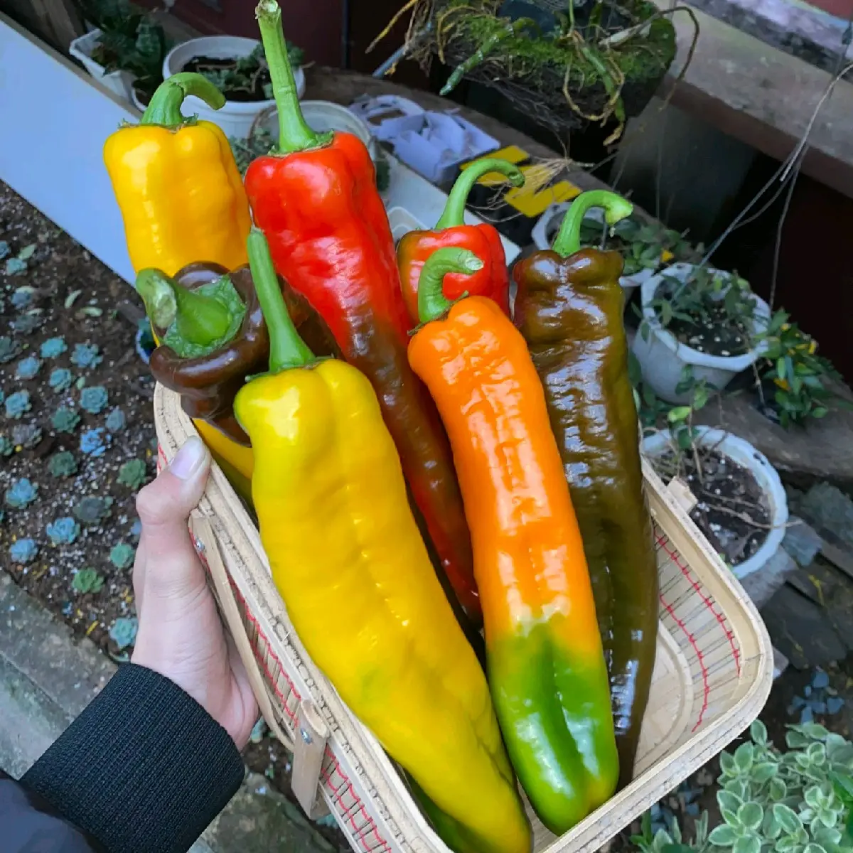 [Độc Quyền] Ớt Palermo mix nhiều màu giòn ngọt - Ớt trái cây khô đóng hộp lớn của Nhà Hana Farm