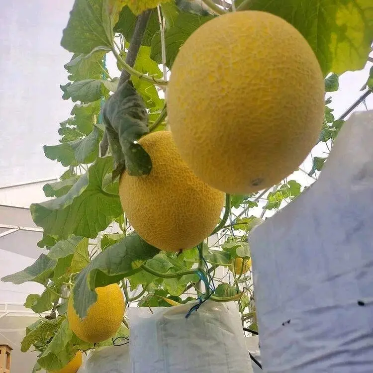 100 BENIH MELON INTHANON GOLDEN SUPER UNGGUL 2