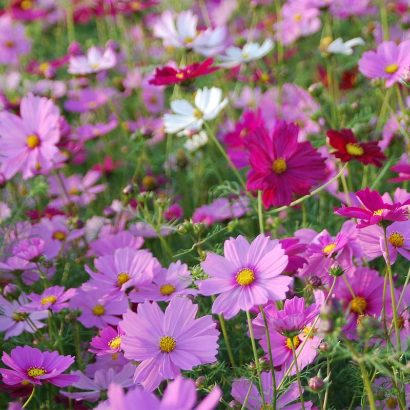 Hạt giống hoa sao nhái Mix - bông chuồn chuồn nhiều màu - Cosmos PTP86