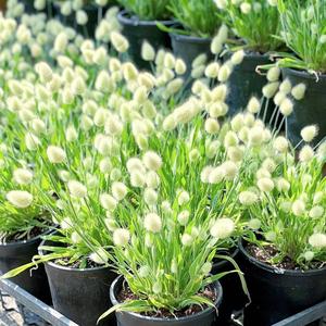 Semillas de Cola de Conejo de Espiga Corta,50 Granos,Lagurus ovatus,Espigas Esponjosas y Suaves,Para Manualidades y Jardín