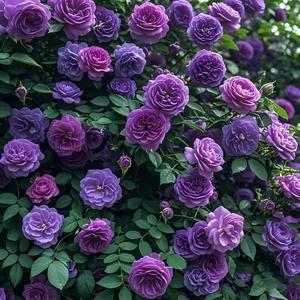 50 Granos,Semillas de Rosa Trepadora Púrpura,Color Púrpura,Fácil de Cultivar,Decoración de Jardín,Balcones y Patios