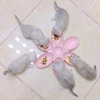 Gambar AimayaPet 6 IN 1Tempat Makan Minum Kucing Anjing Peliharaan/ Pet Feeder Bowl/ Piring Buah Piring Camilan Buah Kering Piring Bumbu Piring - Merah Jambu dari Vixplorn Kab. Tangerang 5 Tokopedia
