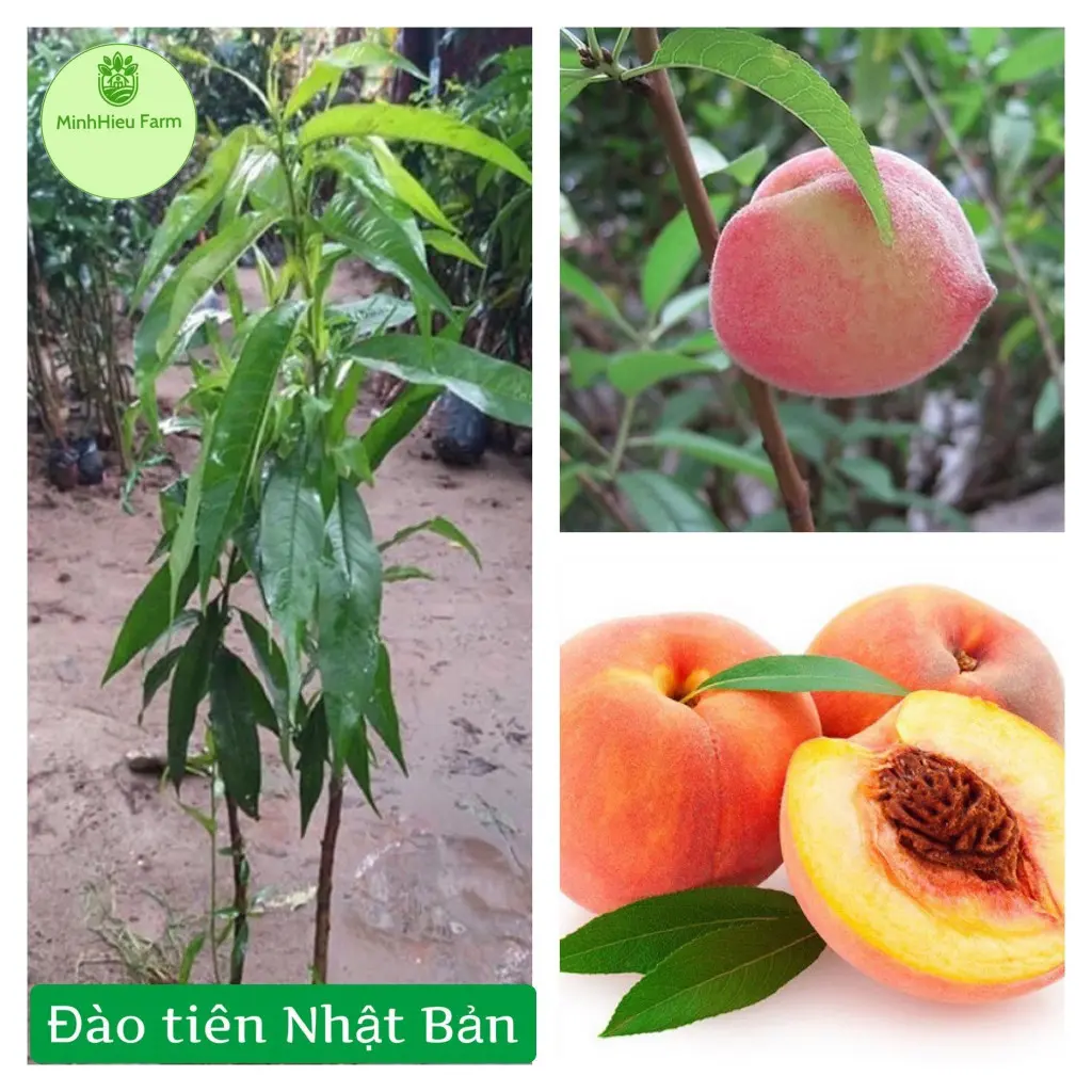 Cây đào tiên Nhật Bản ( đào ăn quả) 1 năm ra quả (vườn cây uy tín) quả to màu hồng đẹp