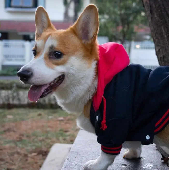Varsity Jacket Anjing Kucing