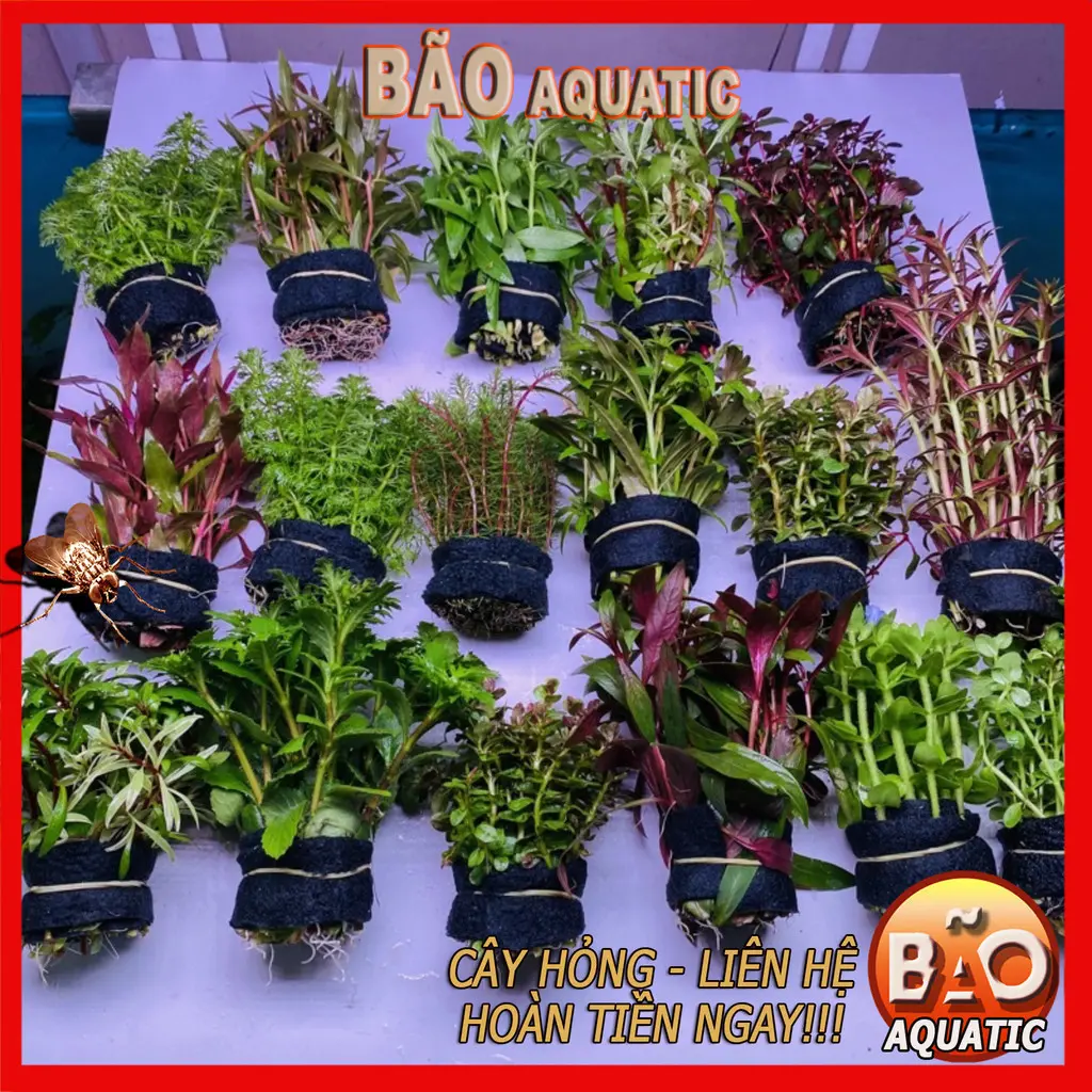 Combo 10 bó (6-10 loại ) Cây thuỷ sinh cắt cắm  lá cạn dễ trồng nhiều ngọn Combo cây thuỷ sinh ( Chưa bao gồm phân nền hoặc giá thể )
