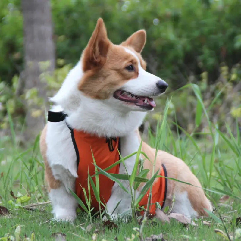 Waterproof Pet Bellyband Raincoat, Cute Dog Belly Raincoat with Reflective Strip, Pet Clothes, Dog & Cat Clothing Supplies 3