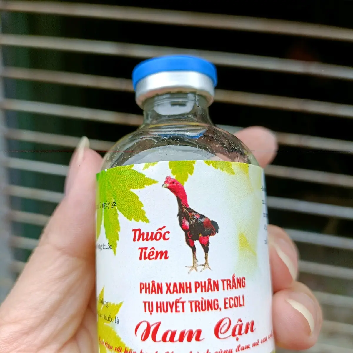 phân xanh phân trắng tụ huyết trùng nam cận
