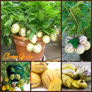 20 BUTIR BENIH MELON PEPINO KUNING | MELON MINI