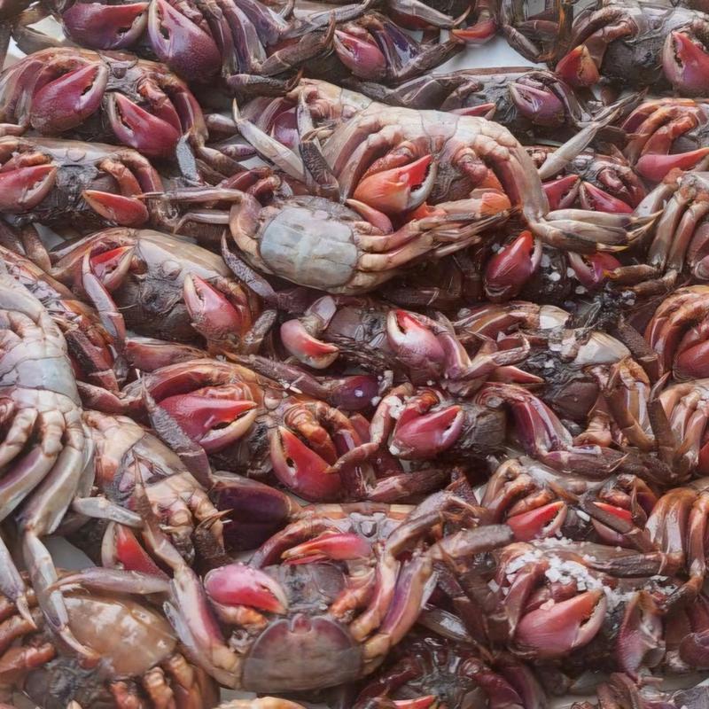 ba khía muối cà mau keo 1kg