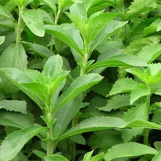 Hạt giống cây cỏ ngọt stevia (5 hạt) - cây dược liệu, tốt cho sức khoẻ 3