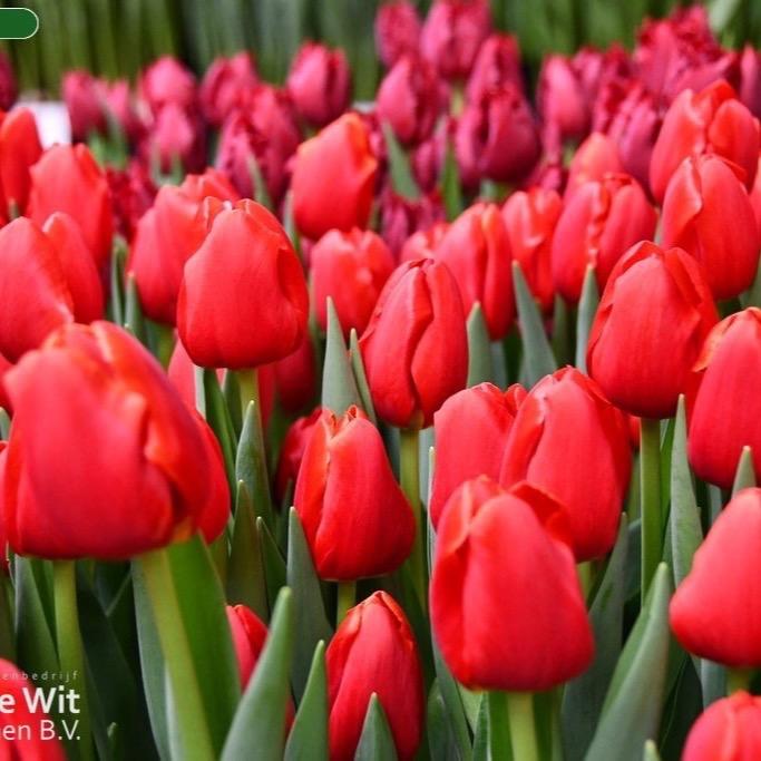  COMBO 10 củ tulip đỏ nhung Surender kèm thuốc ngâm củ phân bón giá thể 