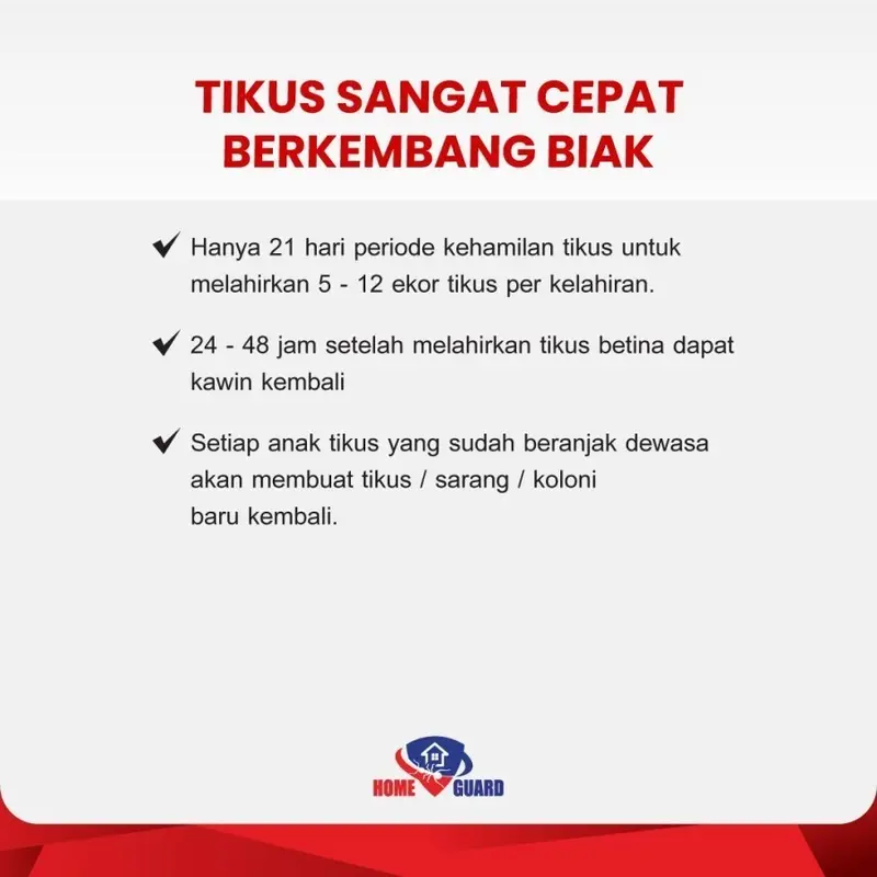 RATS KILLER 200gr Racun Tikus Mati Kering, Tidak Meninggalkan Bau 2