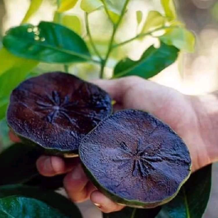 CÂY GIỐNG HỒNG ĐEN SOCOLA (COMBO MUA 2CÂY) 1