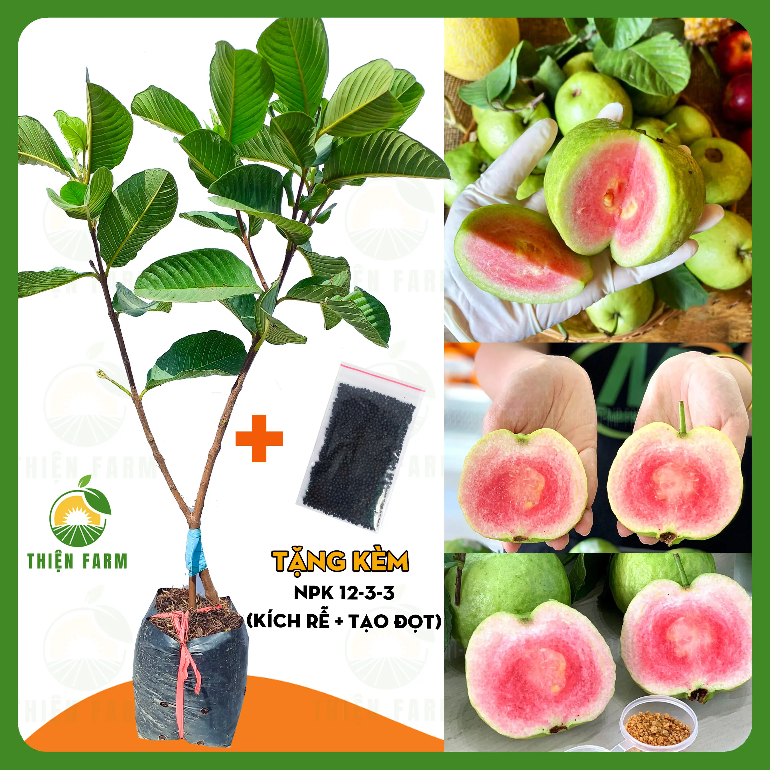 Cây Ổi Ruby THIỆN FARM quả giòn ngọt đậm ít hạt, thịt hồng, làm cây ăn quả, trồng sân thượng, ban công, cây cao 90cm giống