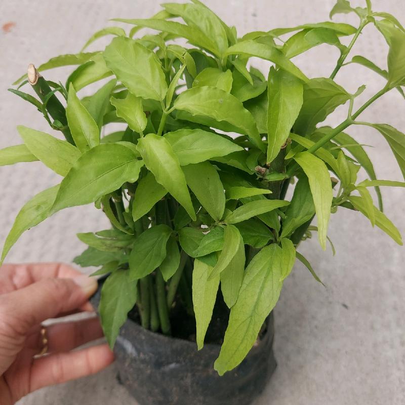 Cây xương khỉ (cây bìm bịp) giống, cây giống trồng bằng thân. Chậu 15-20 cây, cây dễ sống, dễ phát triển, dễ chăm sóc. 8