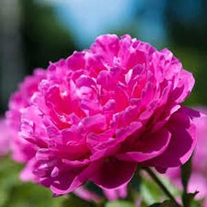 Lote de 100 Semillas de Peonía 'Jinshan Roja' Flores Rojas Intensas y Aterciopeladas Planta Perenne Flor Ornamental Ideal para Jardín y Hogar