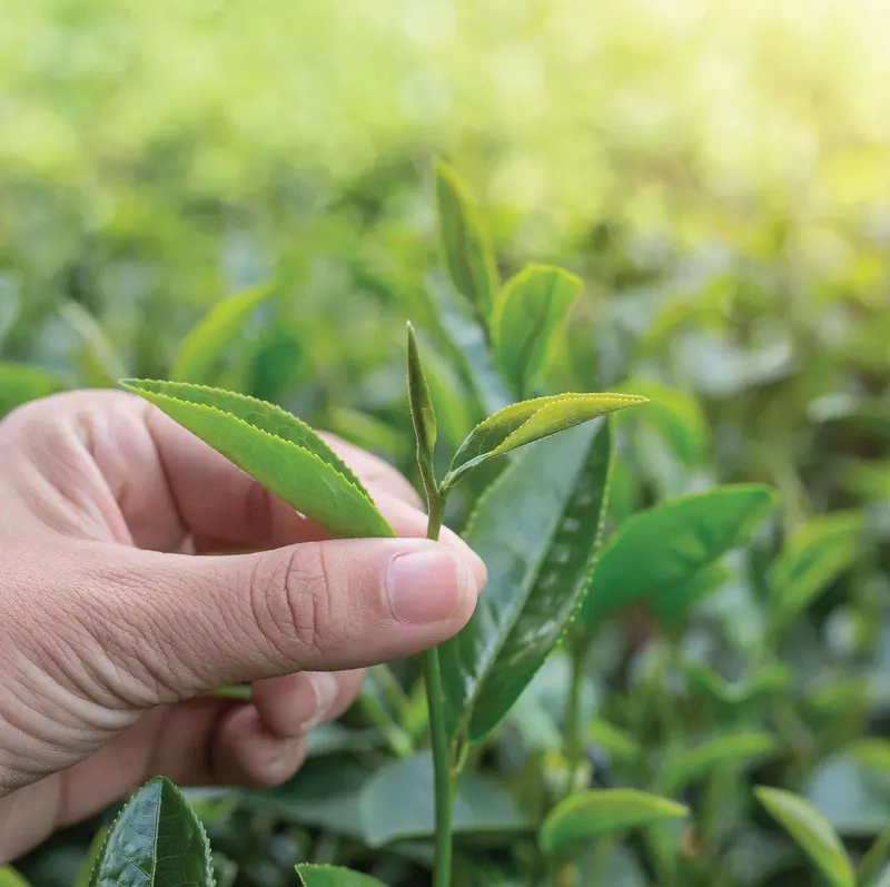 Trà Lài Cầu Đất Dalat Farm (Trà Hoa Nhài) Loại Đặc Biệt - Túi 110 g 1