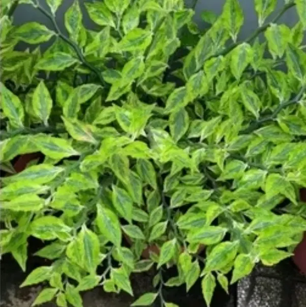Cây Cẩm Thạch Đổi Màu (Pedilanthus tithymaloides)