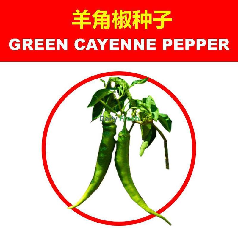 SG Stock Chilli seed chilli seed/pepper seed/sweet capsicum/green cayenne pepper seed decoration chilli seed 7