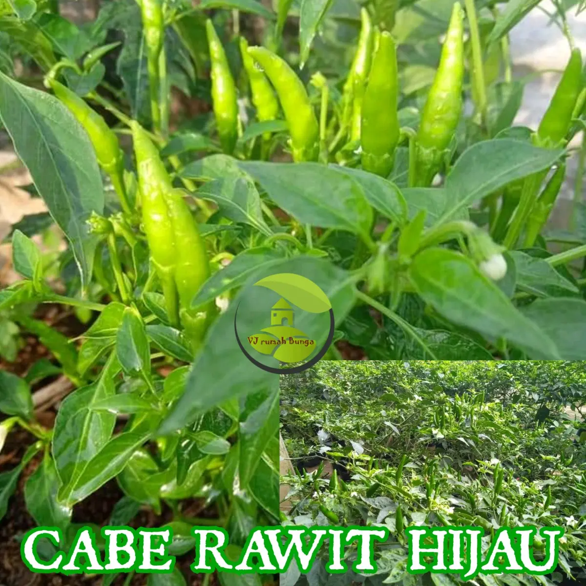 cabai rawit hijau