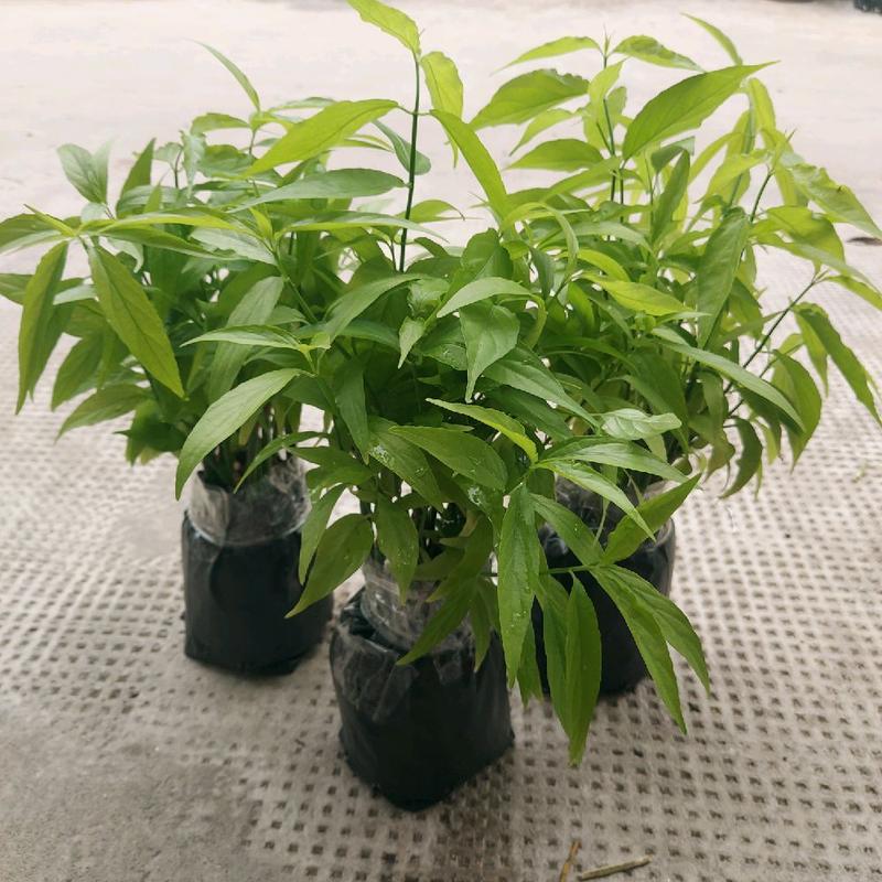 Cây xương khỉ (cây bìm bịp) giống, cây giống trồng bằng thân. Chậu 15-20 cây, cây dễ sống, dễ phát triển, dễ chăm sóc. 2