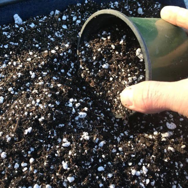  Đất trộn trồng cây Sen đá Xương rồng - Cây cảnh mini - Cây phong thủy - Chậu cây - 200g 