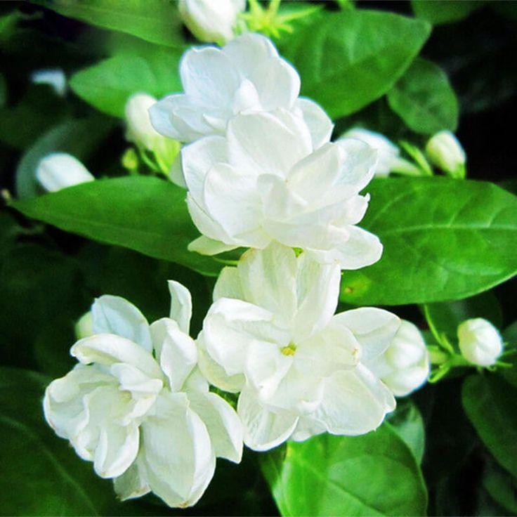 Product Introduction of Nước Hoa Nam Chiết DK1 10 ML Nam tính, mạnh mẽ, phóng khoáng. Lưu hương 6-8h 10