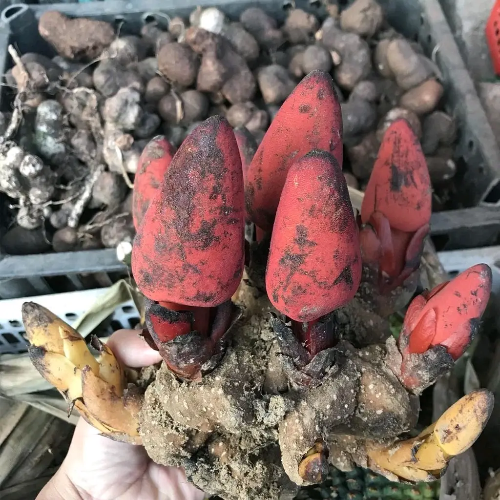 1kg nấm ngọc cẩu khô loại đẹp