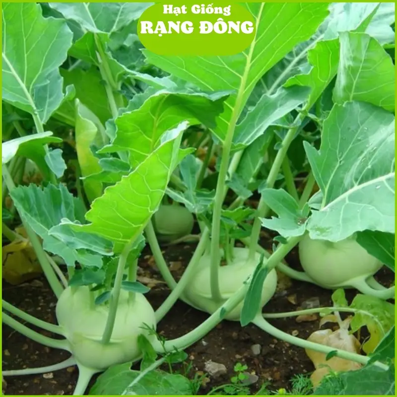 Hạt Giống Củ Su Hào RD 703 (Gói 5gram) Củ to, dễ chăm sóc, trồng quanh năm 0