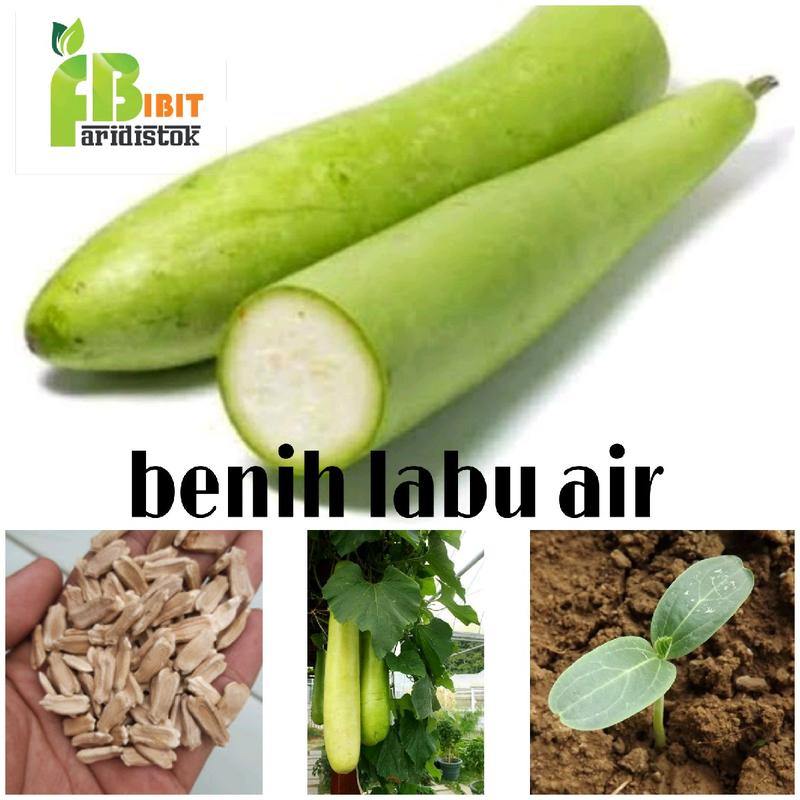 30 seed benih labu air 0