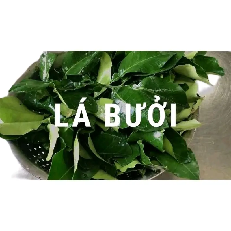 CÀNH LÁ BƯỞI CÓ GAI TƯƠI/ KHÔ DÙNG ĐỂ XÔNG TẮM XẢ XUI - Tẩy UẾ 0