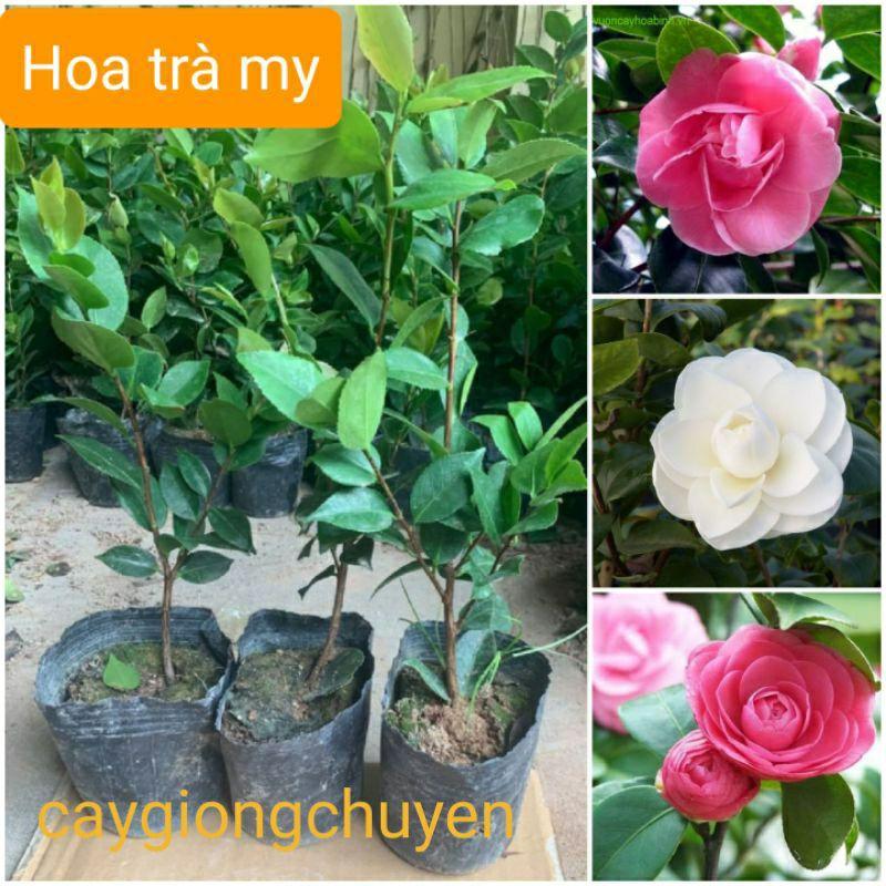  CÂY GIỐNG HOA TRÀ MY 3 MÀU CÁNH XẾP  cây giống chưa có nụ hoa  